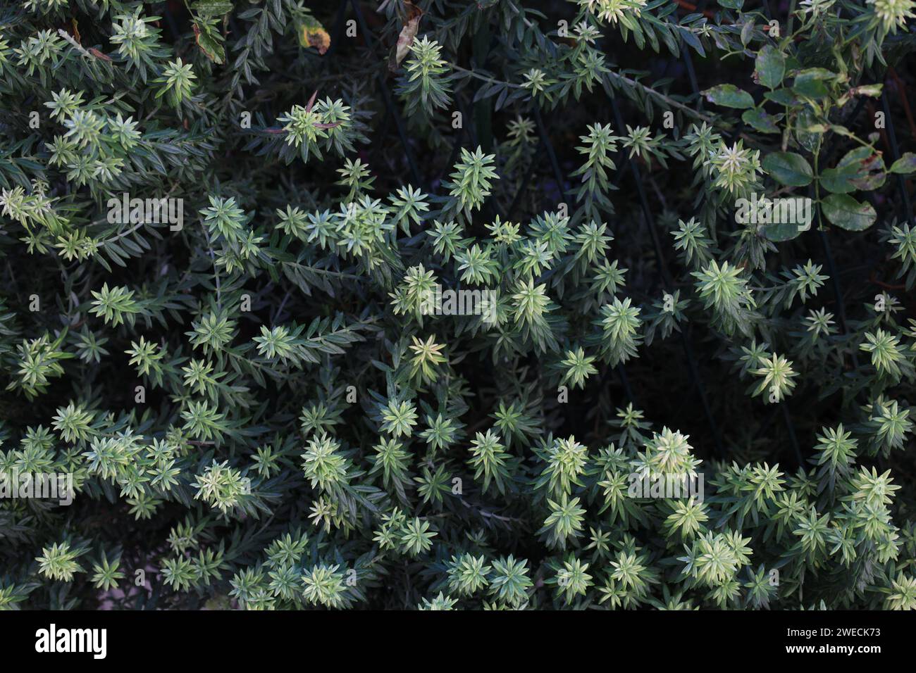 Beautiful green branches of conifer plant outdoors, top view Stock Photo