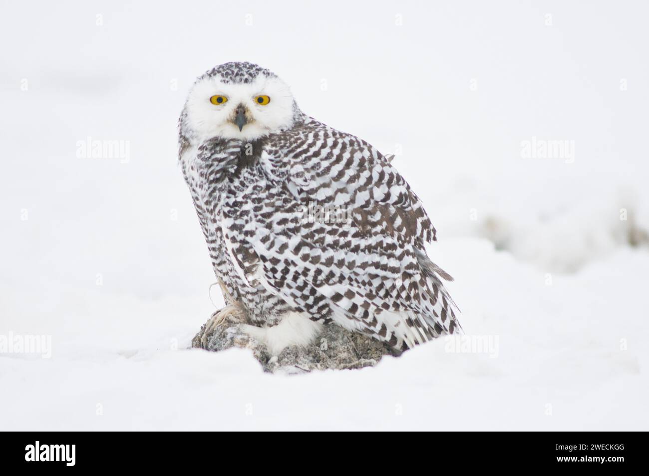A juvenile snowy owl, Nycttea scandiaca, feeds on bowhead whale, Balaena mysticetus, blubber along the arctic coast, 1002 area of the Arctic National Stock Photo