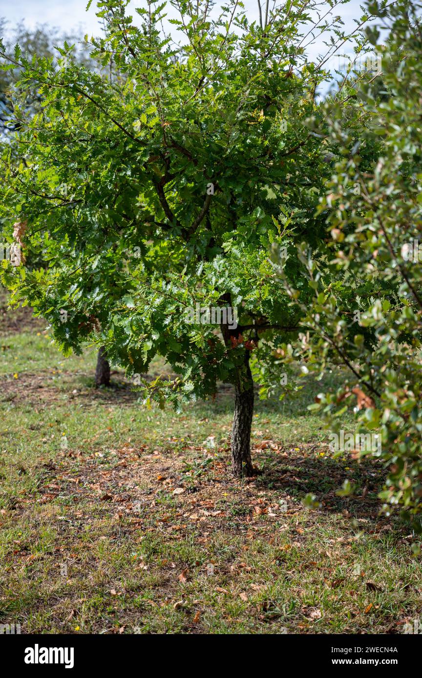 Truffle farm, cultivation of black winter Perigord truffles mushrooms