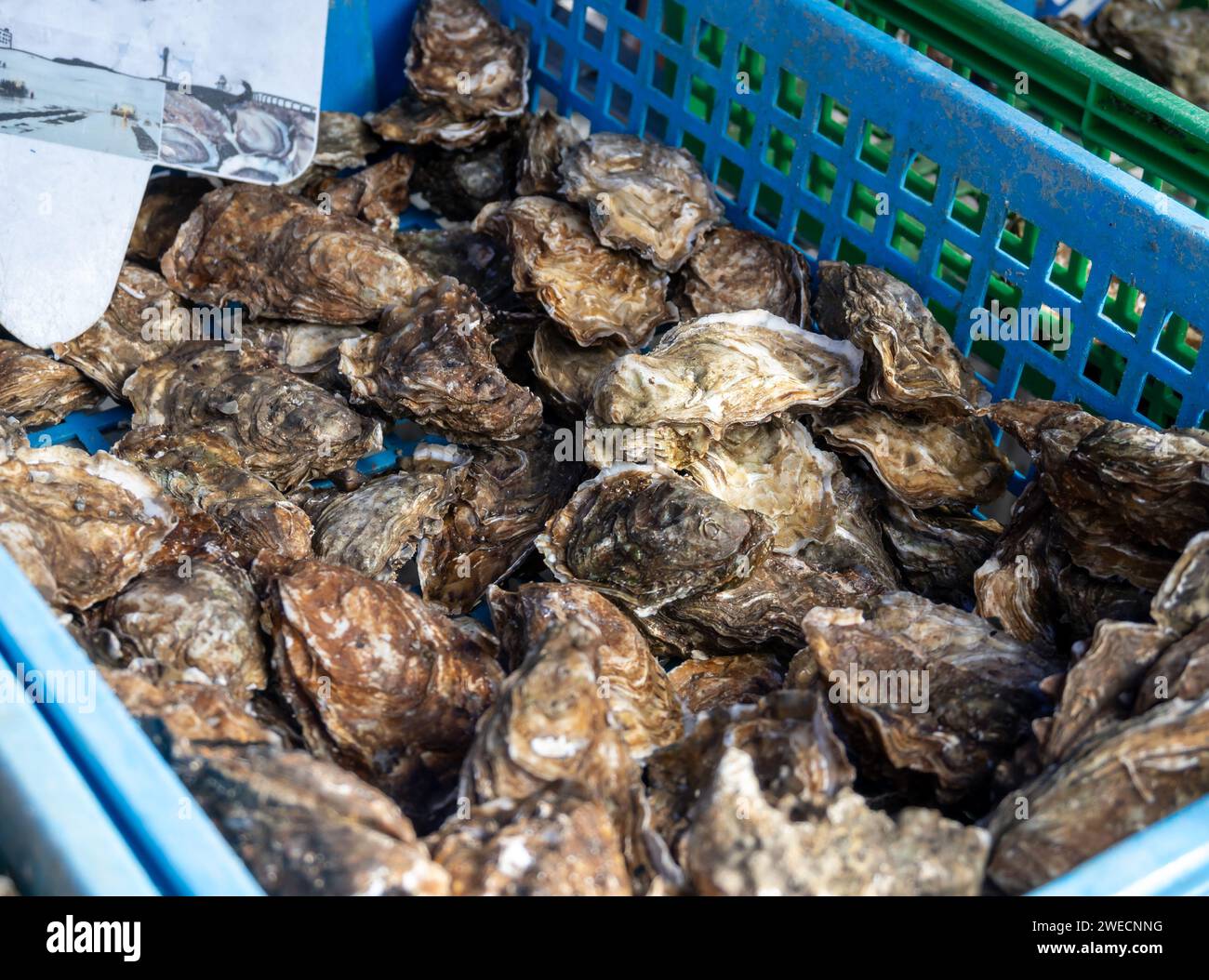 French belon oyster hires stock photography and images Alamy