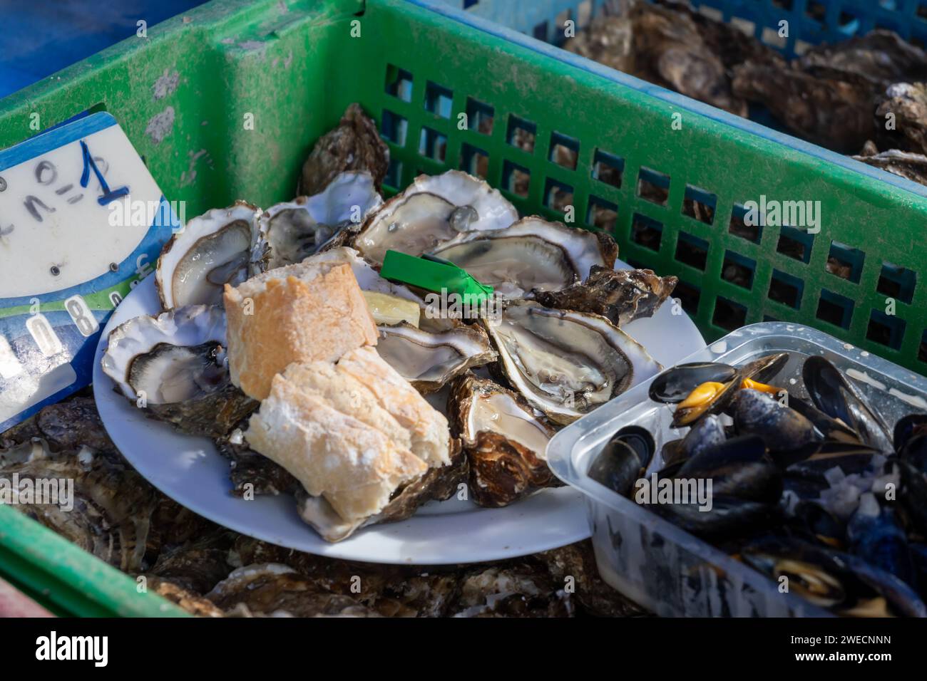 Fresh catch of french Gillardeau oysters molluscs in wooden box ready