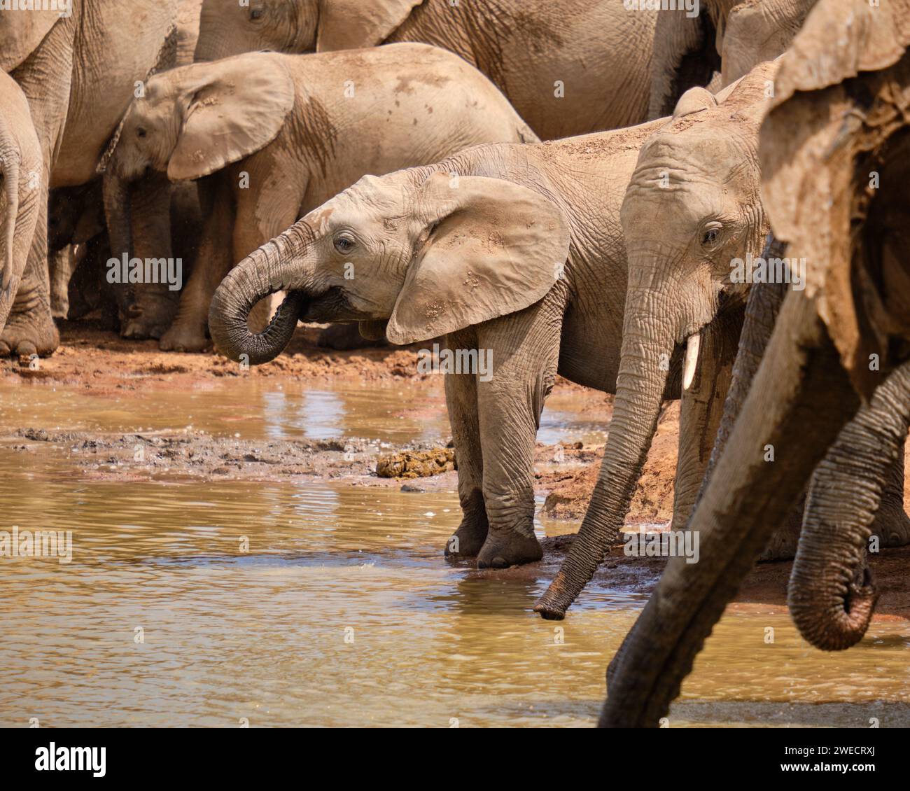 Juvenile elephant at waterhole, drinking Stock Photo