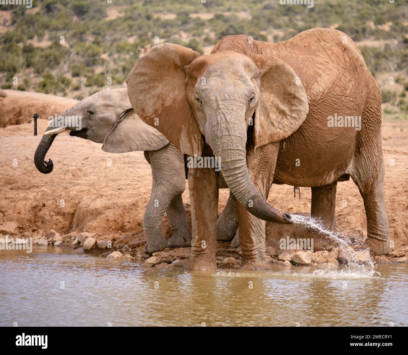 Two african elephant drinking playfully at water hole, one facing camera other in profile. Various ages, bigger expulsing water from trunk Stock Photo