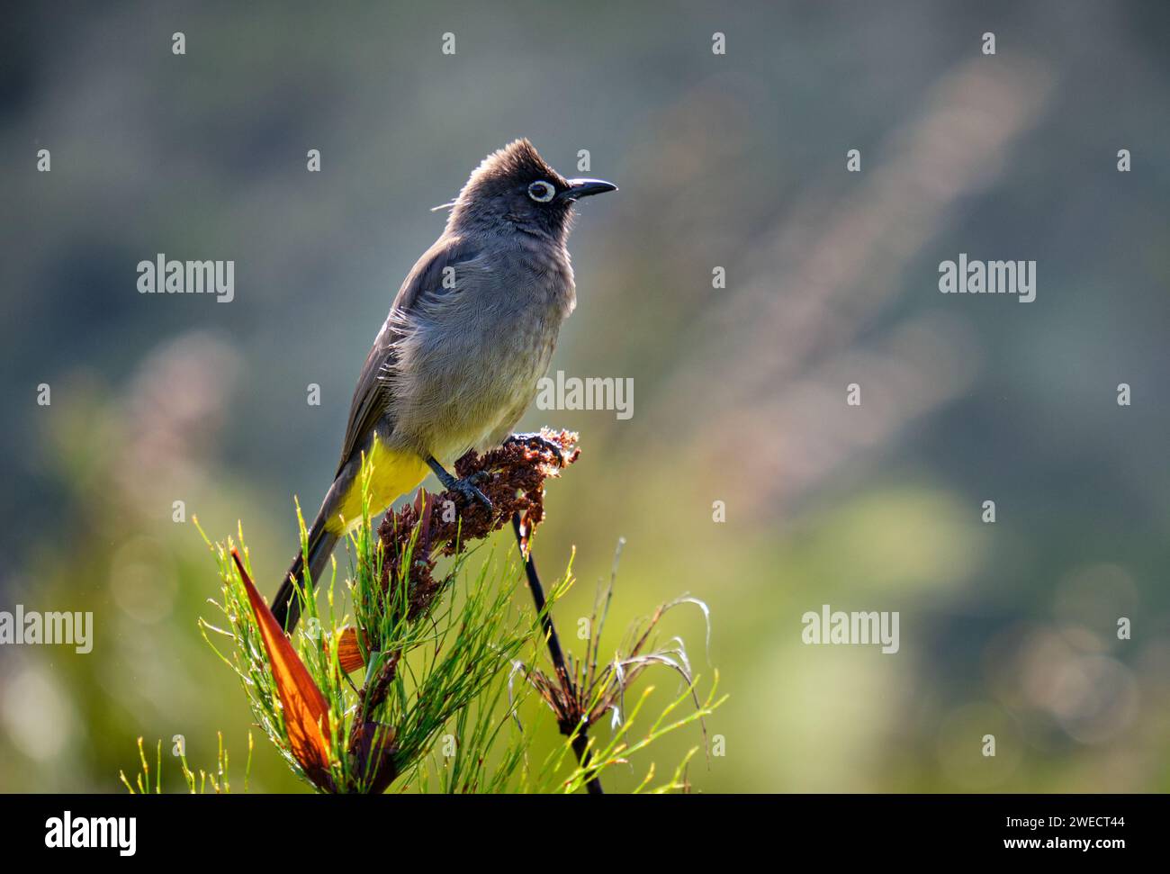 South african Cape Bulbul standing on top of dried bush. Sideway view with blurred background Stock Photo