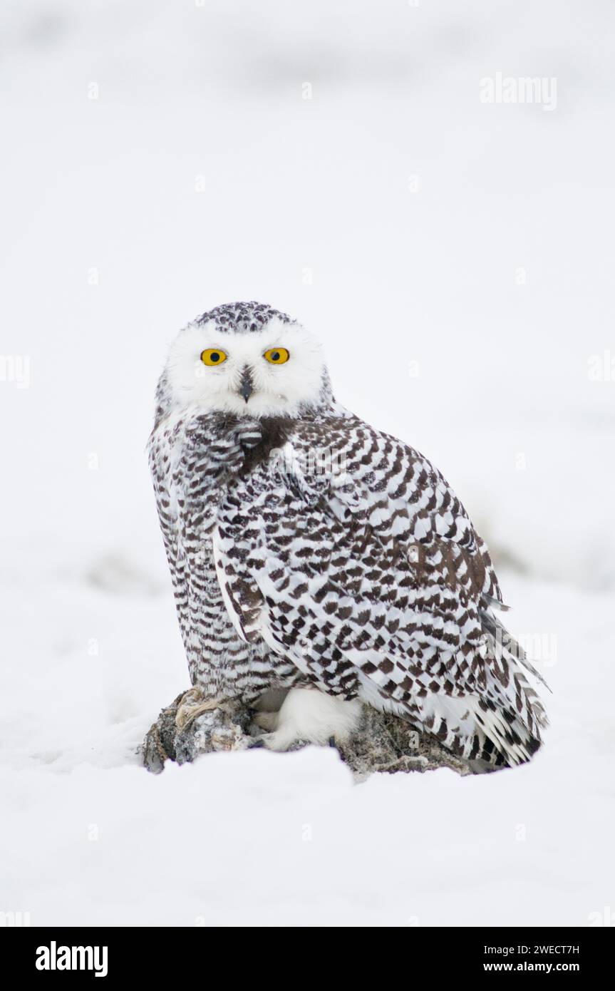 A juvenile snowy owl, Nycttea scandiaca, feeds on bowhead whale, Balaena mysticetus, blubber along the arctic coast, 1002 area of the Arctic National Stock Photo