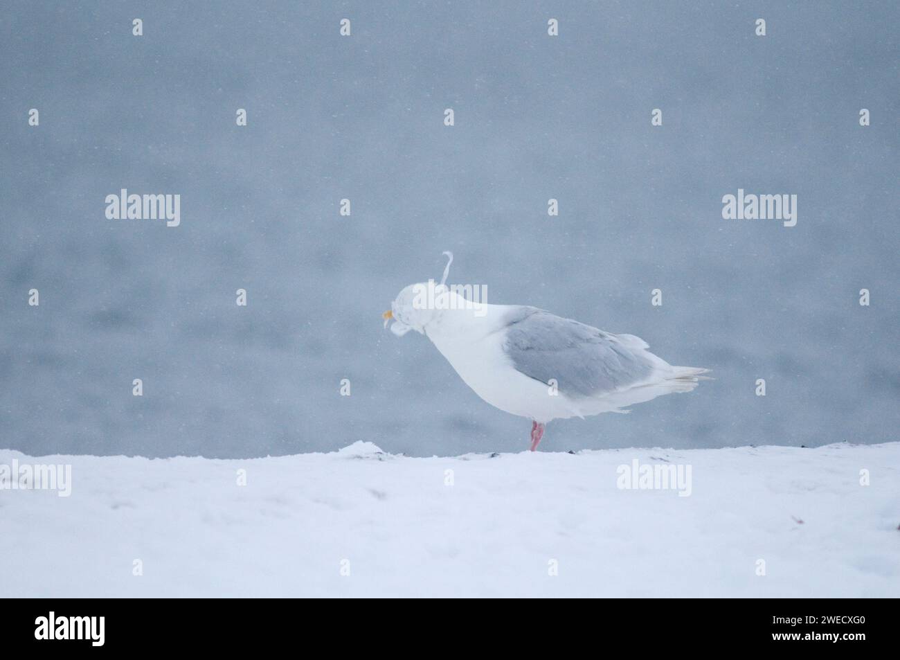 Glaucous-winged gull, Larus glaucescens, with plastic rings from a six pack of soda stuck around its neck, Barter Island, 1002 Coastal Plain of the Ar Stock Photo
