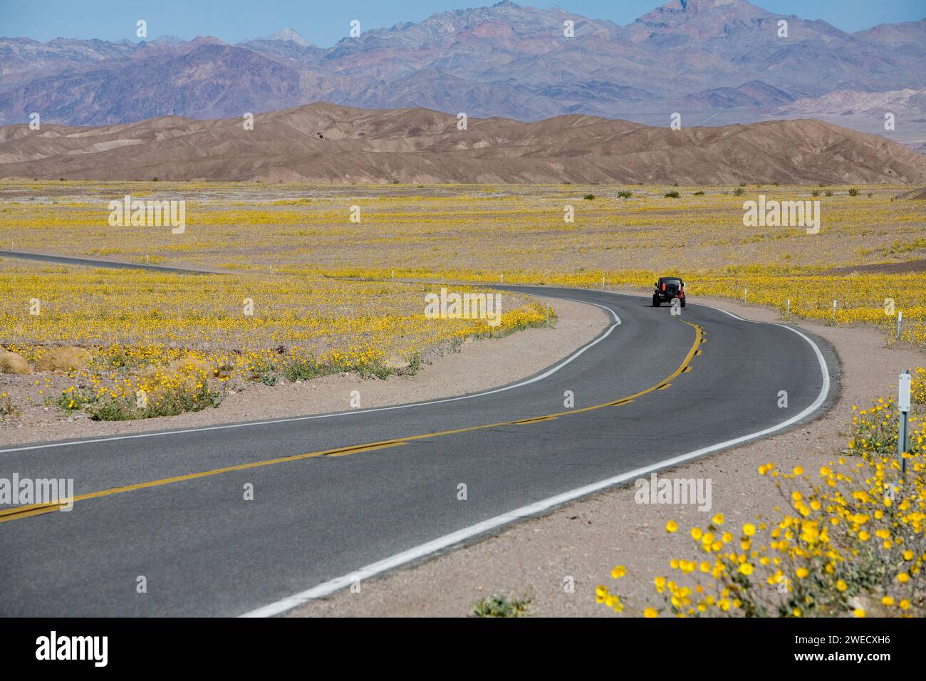 Super Bloom at Death Valley National Park Stock Photo - Alamy