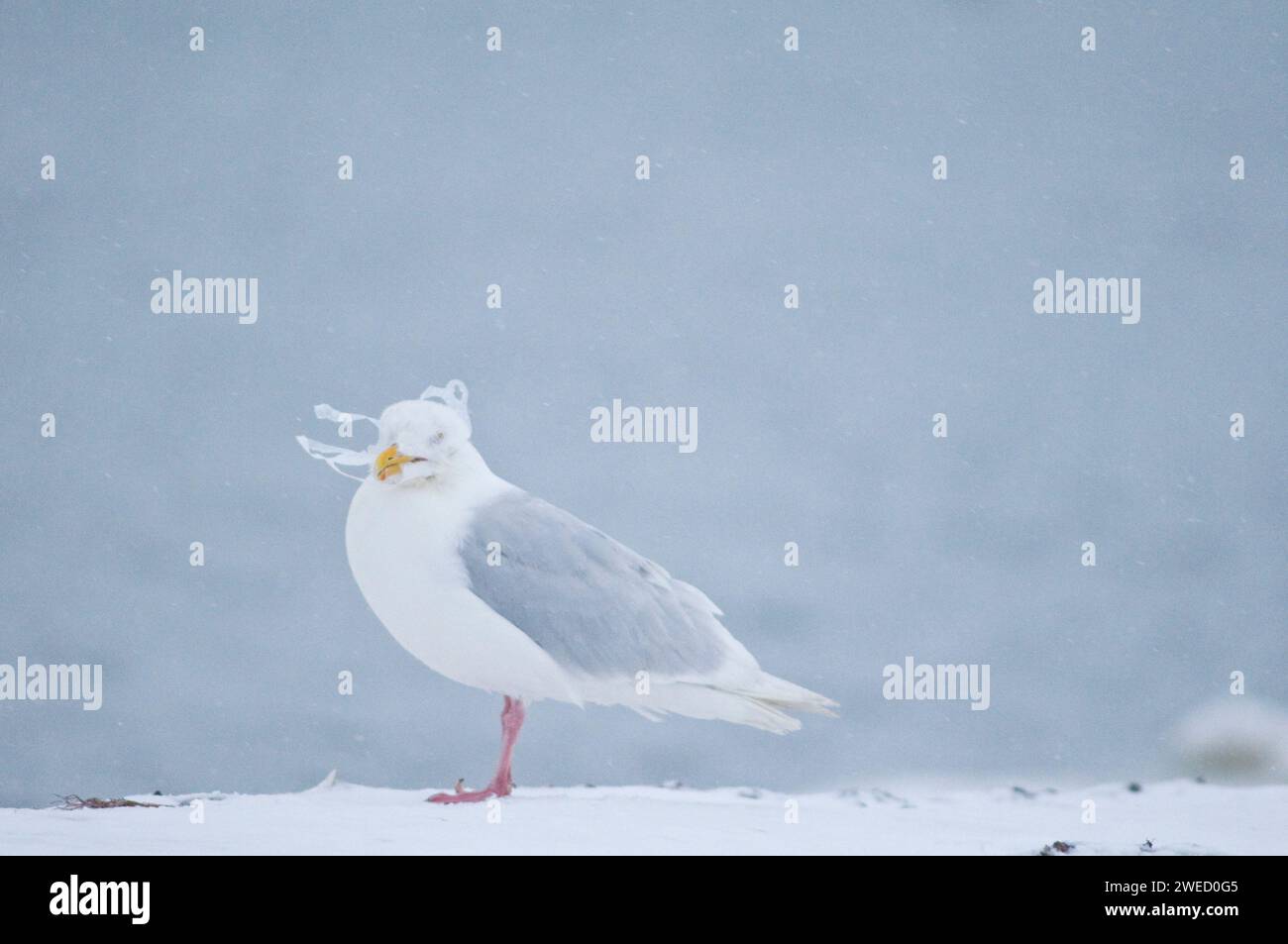 Glaucous-winged gull, Larus glaucescens, with plastic rings from a six pack of soda stuck around its neck, Barter Island, 1002 Coastal Plain of the Ar Stock Photo