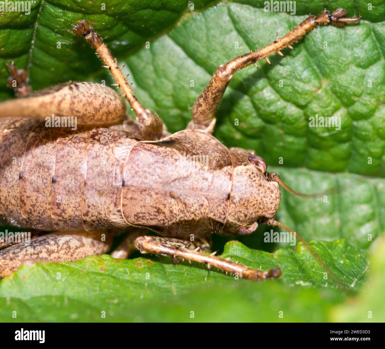 Dark bush-cricket (Pholidoptera griseoaptera) or common bush cricket, female, sitting on bramble leaf (Rubus sect. Rubus), close-up, detail shot Stock Photo