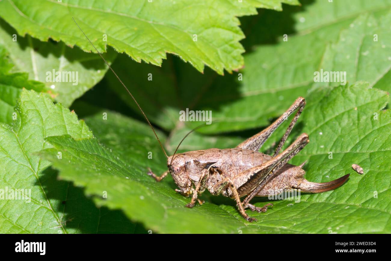 Dark bush-cricket (Pholidoptera griseoaptera) or common bush cricket, female, sitting on bramble leaf (Rubus sect. Rubus), Mecklenburg Lake District Stock Photo