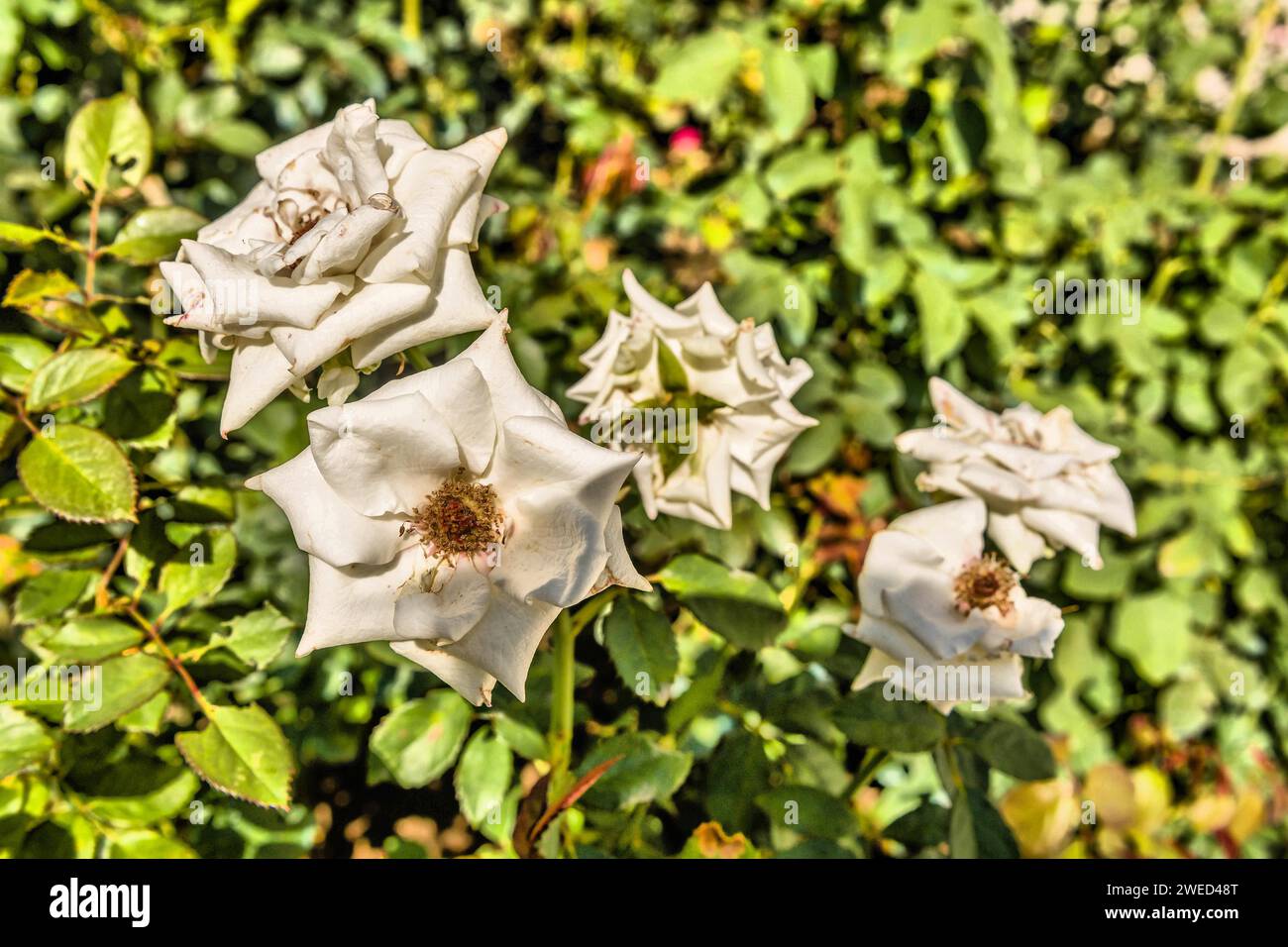 Closeup of rosa gigantea flower with bush blurred in background in Istanbul, Turkiye Stock Photo