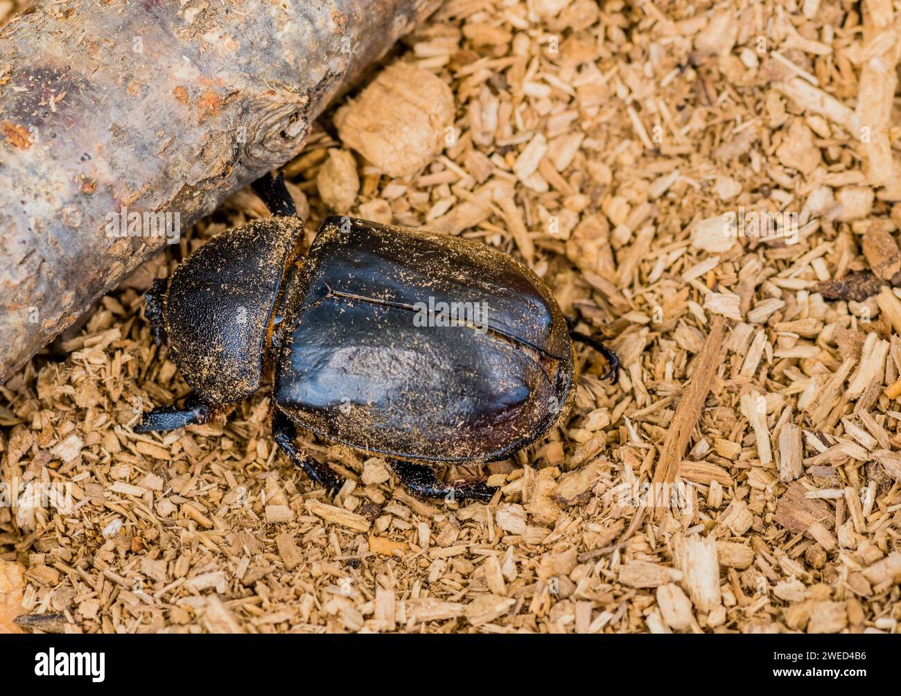 Closeup of black beetle next to a piece of wood on wood chip background ...