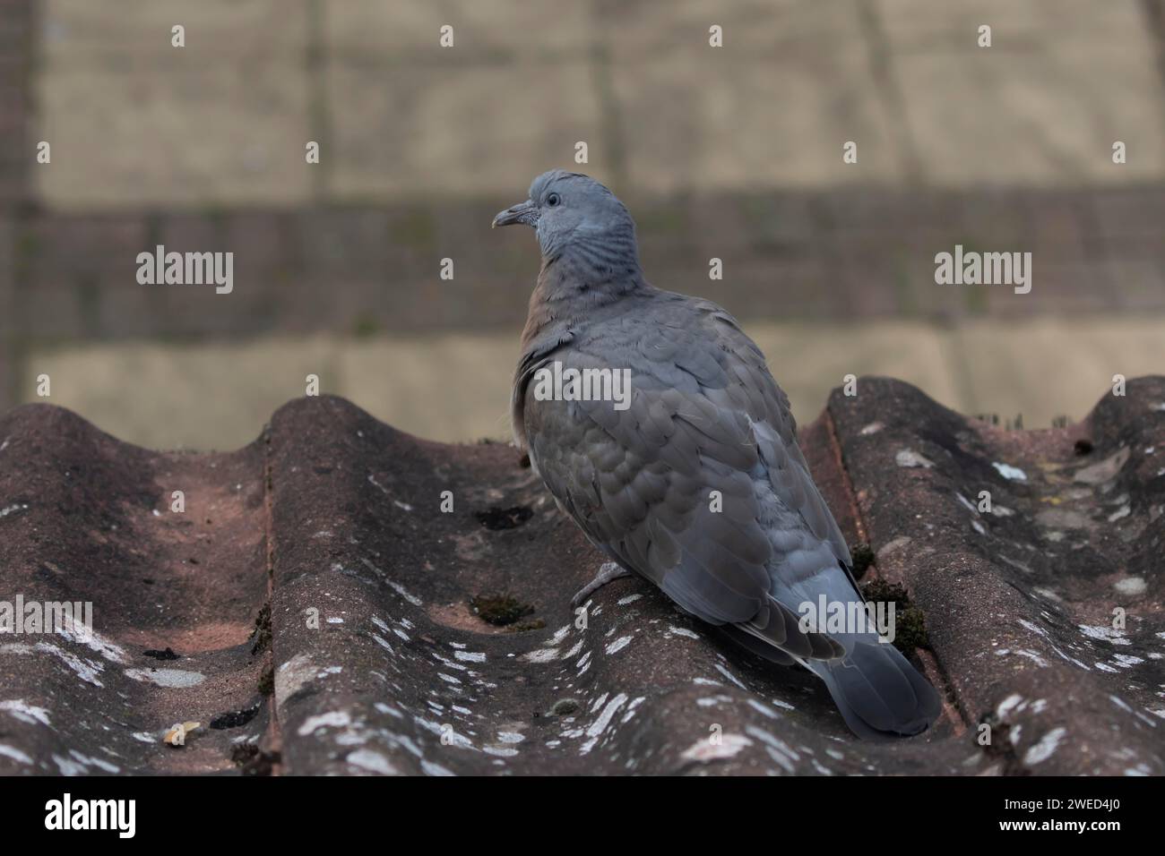 Wood pigeon (Columba palumbus) juvenile bird on a roof top, Suffolk, England, United Kingdom Stock Photo