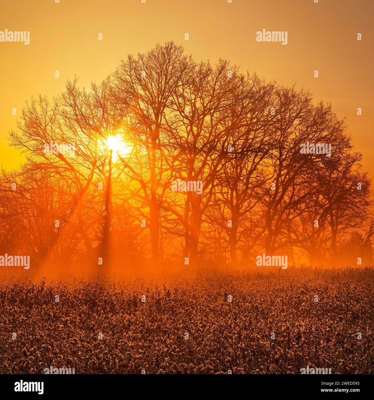 Atmospheric sunrise behind trees over a field, Witten, Ruhr area, North Rhine-Westphalia, Germany Stock Photo