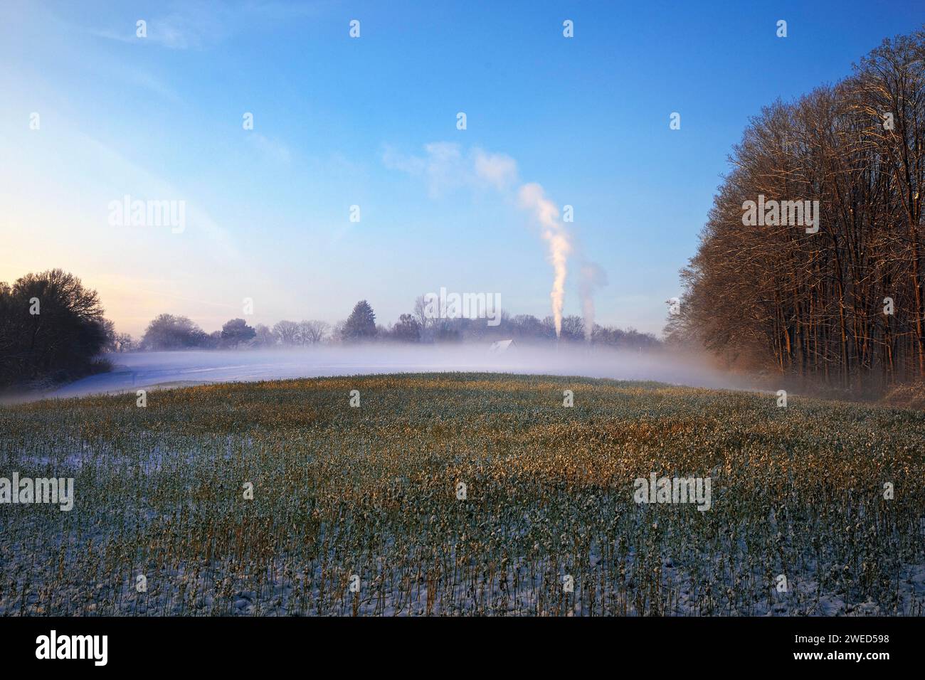Field in winter with ground fog, Witten, Ruhr area, North Rhine-Westphalia, Germany Stock Photo