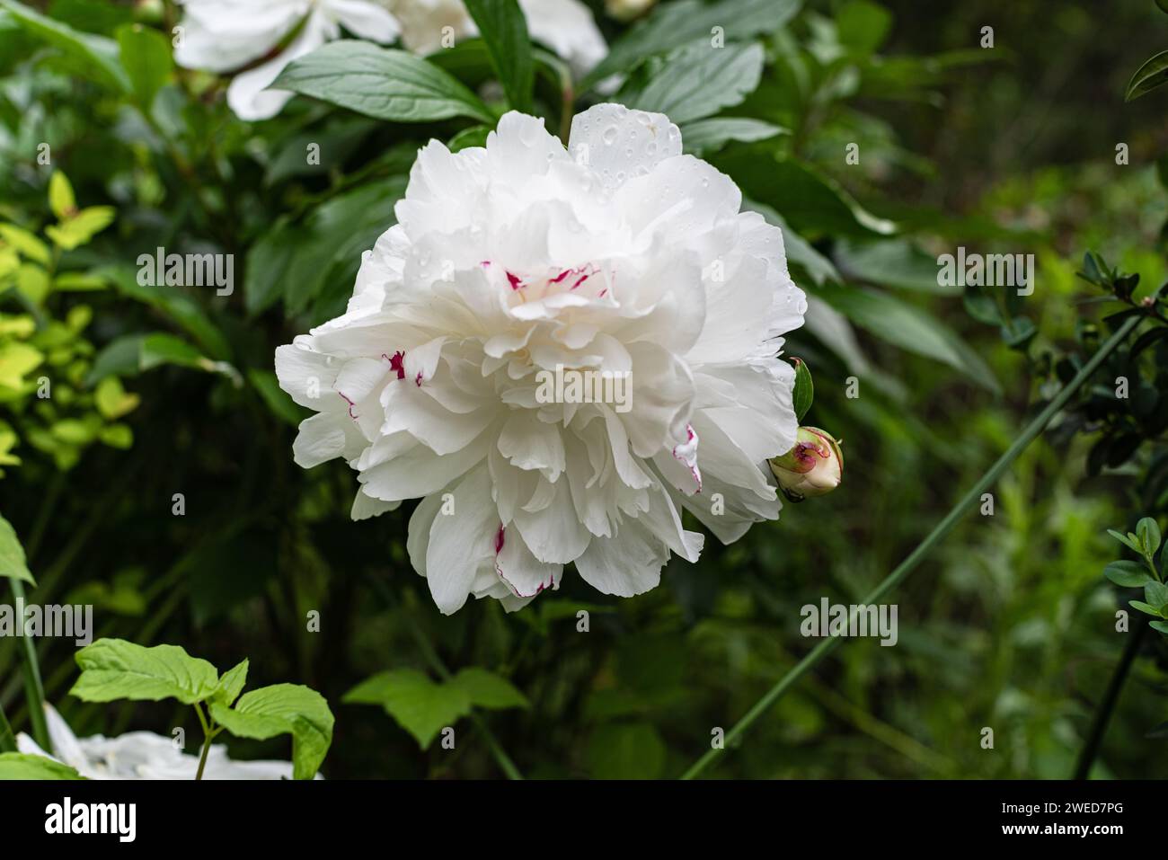 A hike through Ohiopyle State Park reveals the enchanting beauty of Peony Lactiflora Festiva Maxima, adding a burst of floral elegance to the trail. Stock Photo