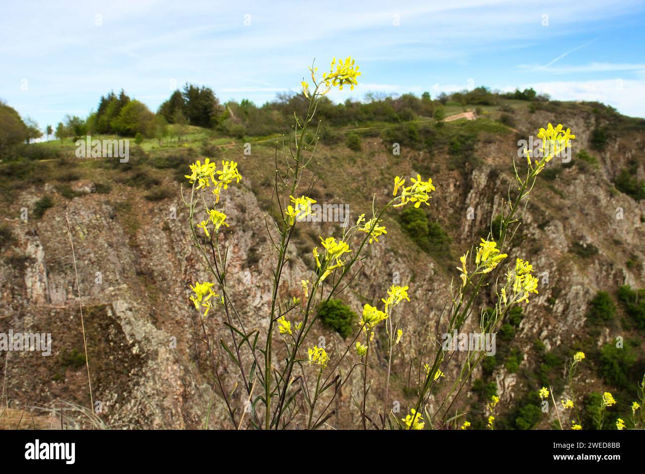 Yellow flowers growing on a cliff at Rotenfels on a spring day in Rhineland Palatinate, Germany. Stock Photo