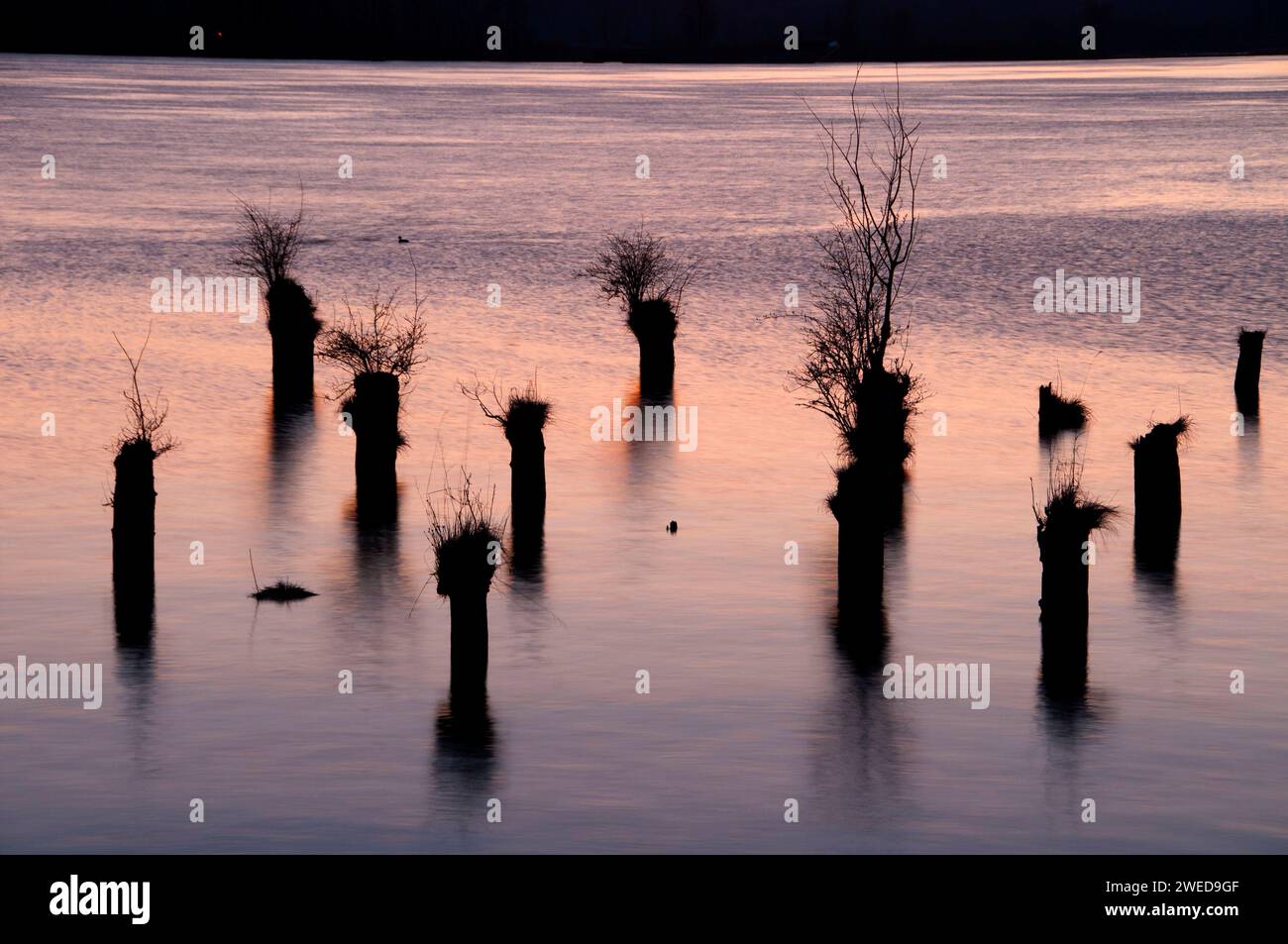 Pilings in Columbia River from Cathlamet Waterfront Trail, Elochoman Slough Marina, Washington Stock Photo