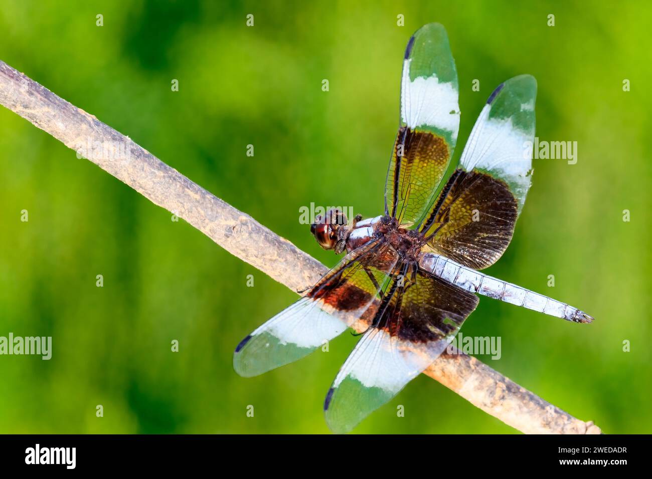 Male Widow Skimmer dragonfly (Libellula luctuosa) perched on a stick ...