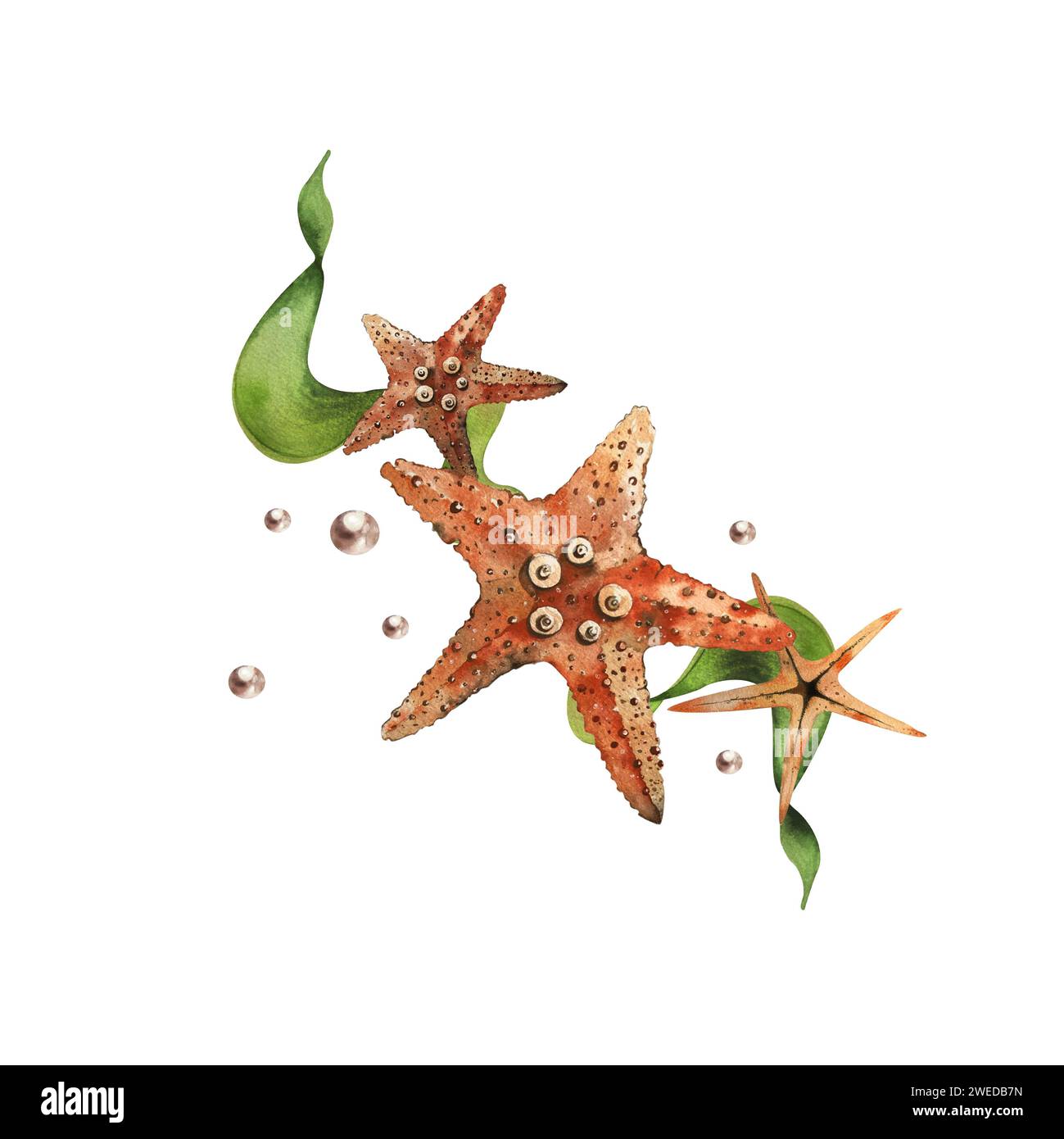 composition of starfish and algae. watercolor illustration. pacific blood star, common starfish. hand-painted in watercolor, isolated on a white backg Stock Photo