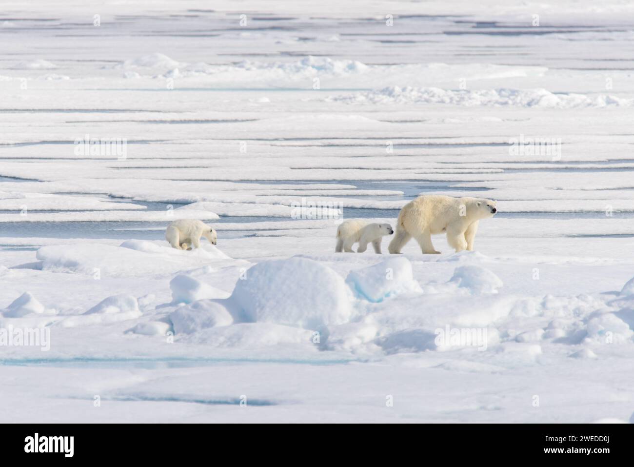 Polar bear mother (Ursus maritimus) and twin cubs on the pack ice ...