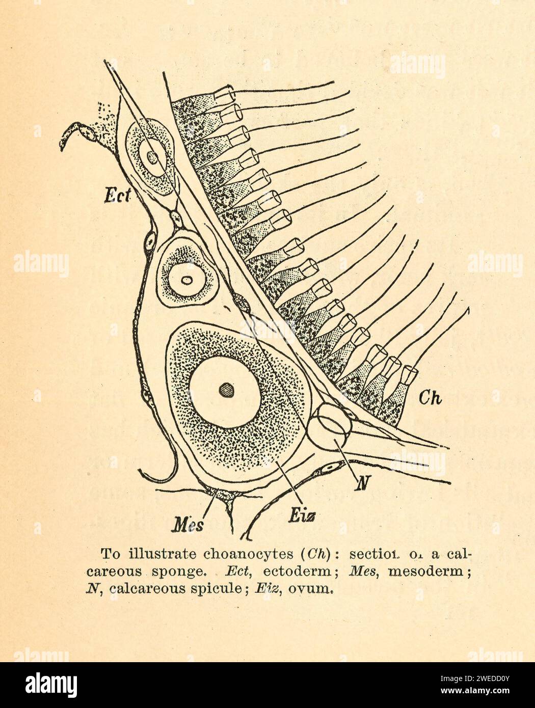 Section of a calcareous sponge; Various forms of sponge-spicules; and Canal system of Sycon gelatinosum. From Sea Beach at Ebb Tide, Augusta Foote Arnold, 1901. Stock Photo