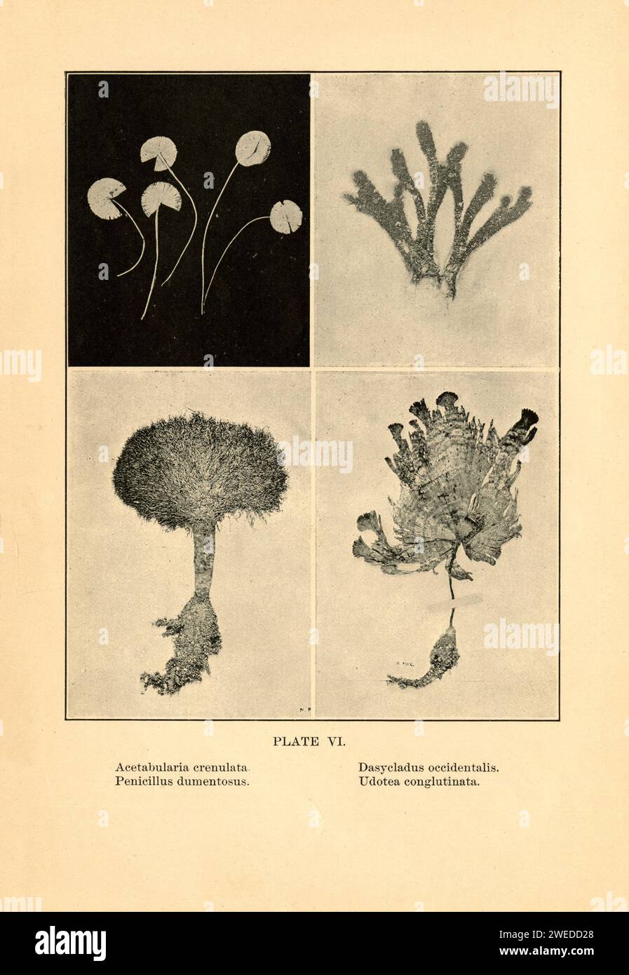 Acetabularia crenulata, Penicillus dumentosus, Dasycladus occidentalis (now Batophora occidentalis), and Udotea conglutinata. From Sea Beach at Ebb Tide, Augusta Foote Arnold, 1901. Two of the images are signed 'N. Pike' Stock Photo