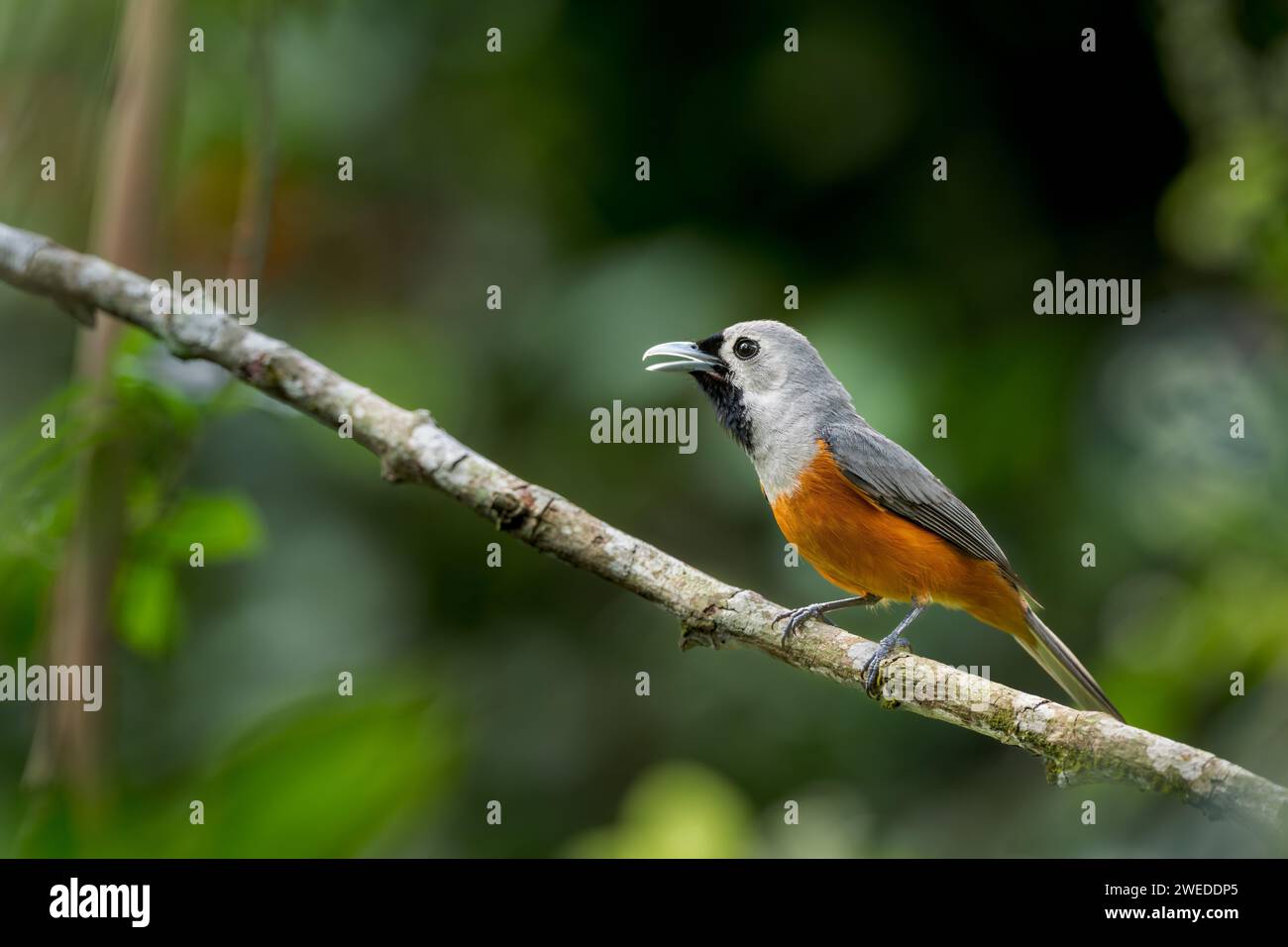 A side view of a Black-faced Monarch perched on a single branch in the rainforest habitat of the Atherton Tablelands with beautiful subject separation Stock Photo