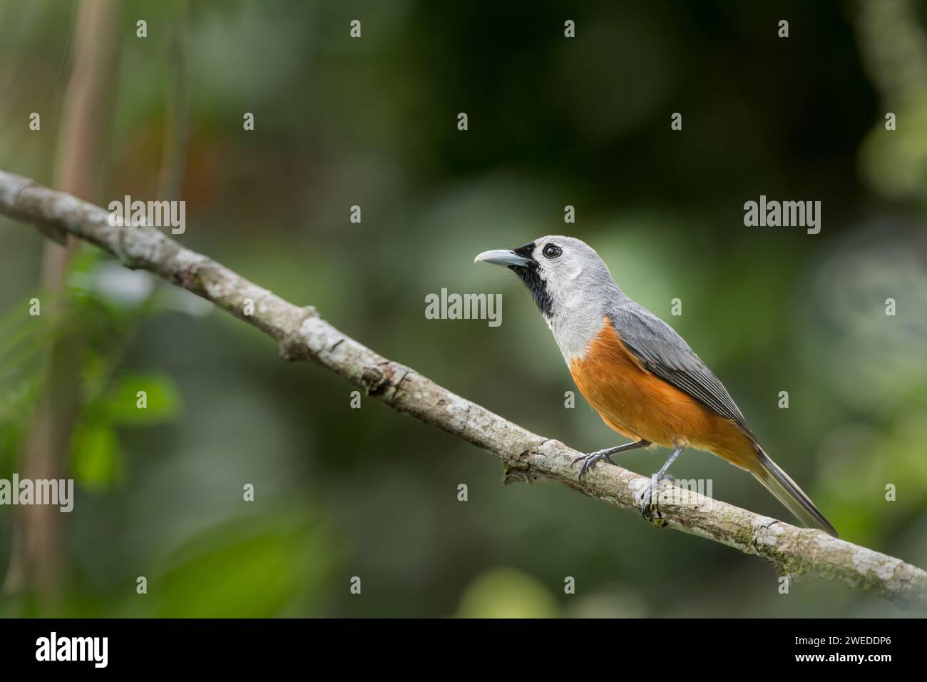 A side view of a Black-faced Monarch perched on a single branch in the rainforest habitat of the Atherton Tablelands with beautiful subject separation Stock Photo