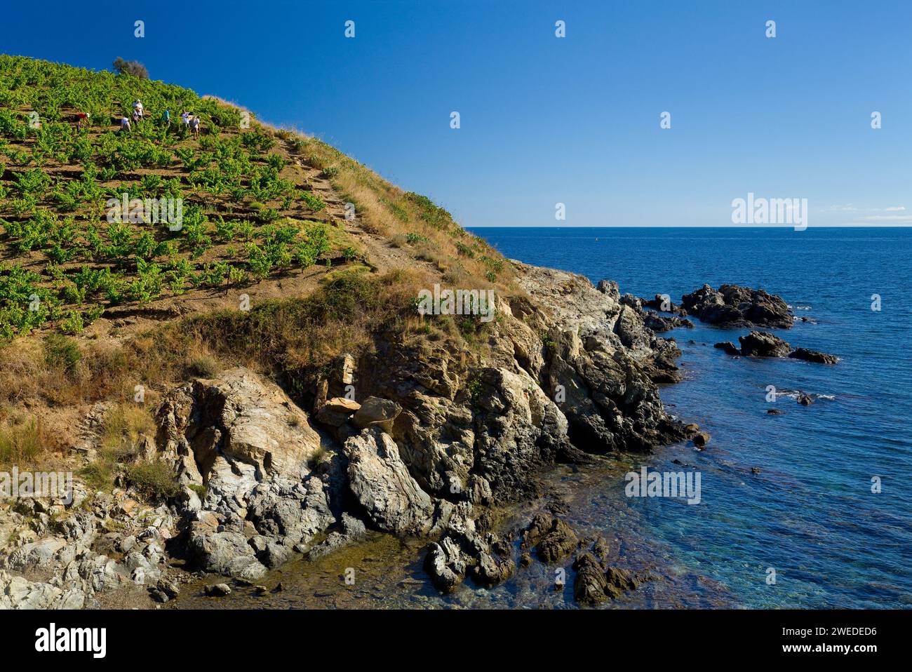 FRANCE. PYRENEES ORIENTALES (66) BANYULS-SUR-MER. HARVEST SEASON ON THE SHORES OF THE MEDITERRANEAN SEA Stock Photo