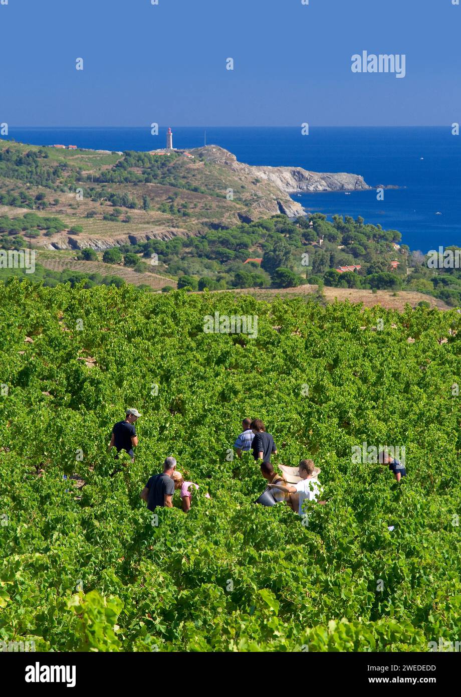 FRANCE. PYRENEES ORIENTALES (66) COSPRONS. HARVEST SEASON ON THE SHORES OF THE MEDITERRANEAN SEA Stock Photo