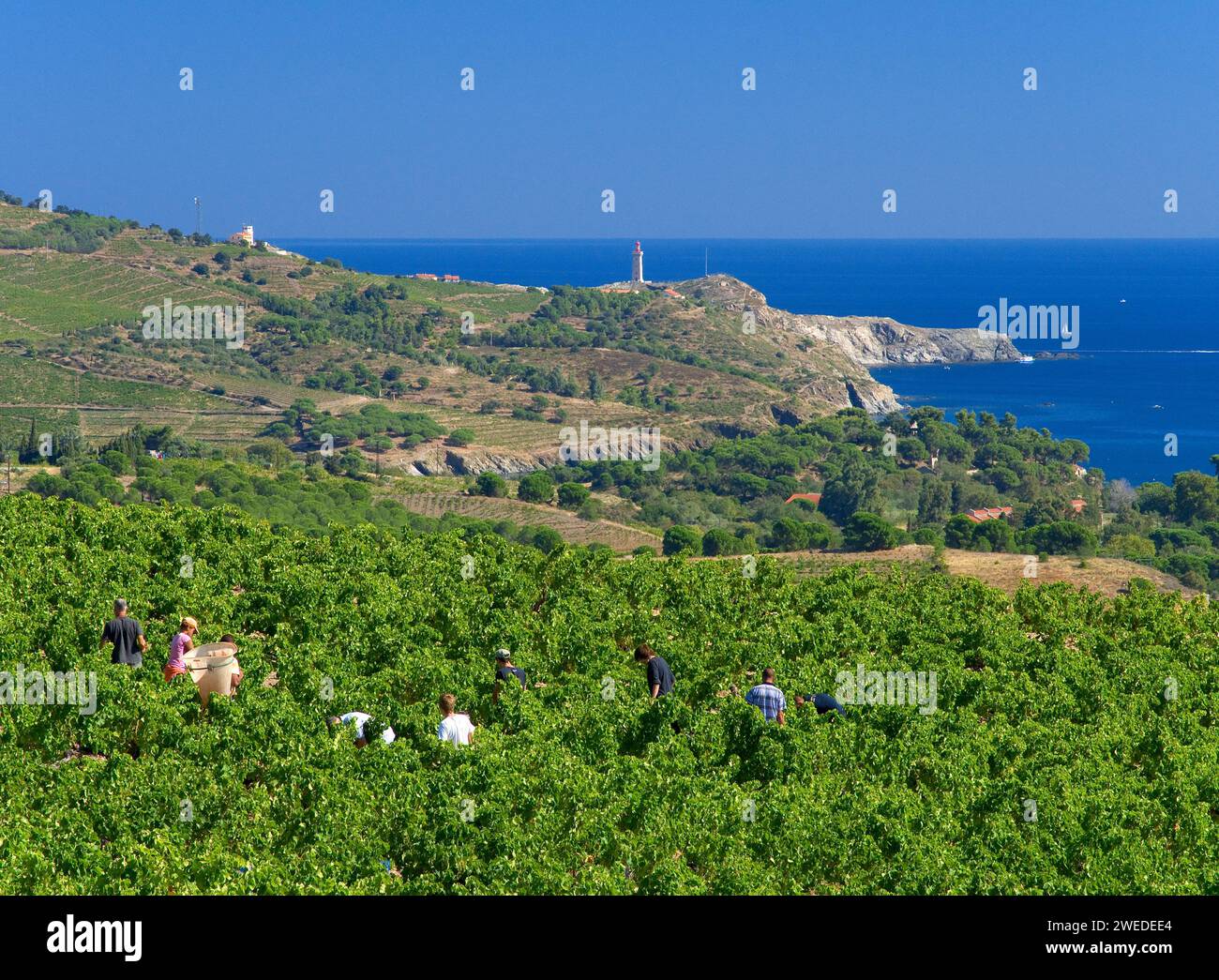 FRANCE. PYRENEES ORIENTALES (66) COSPRONS. HARVEST SEASON ON THE SHORES OF THE MEDITERRANEAN Stock Photo