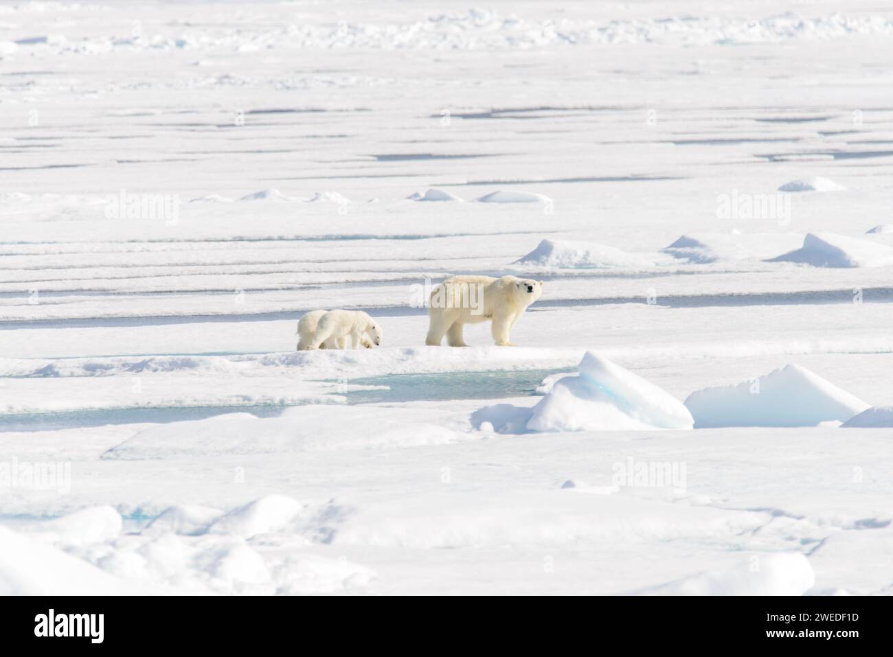 Polar bear mother (Ursus maritimus) and twin cubs on the pack ice ...