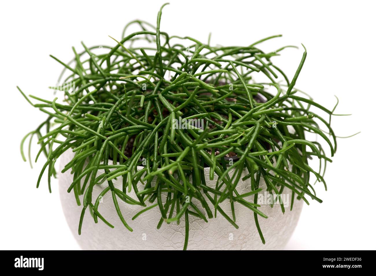 Ripsalis hi-res stock photography and images - Alamy
