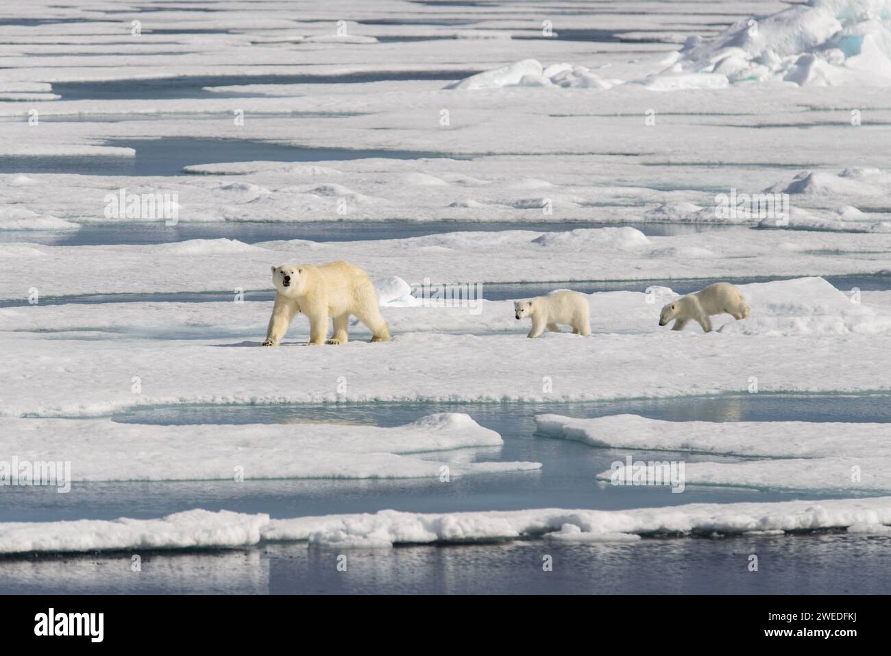 Polar bear mother (Ursus maritimus) and twin cubs on the pack ice ...