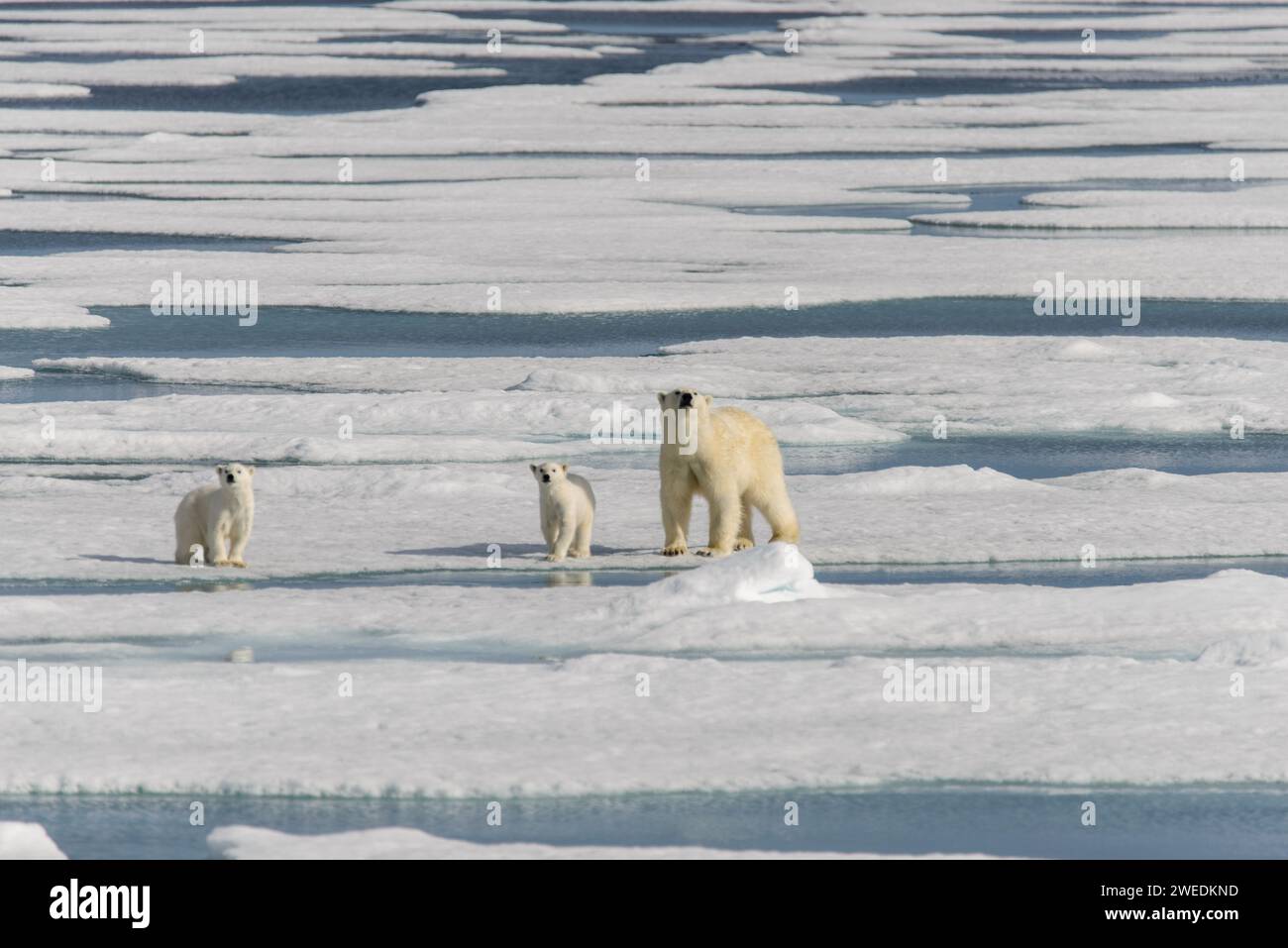 Polar bear mother (Ursus maritimus) and twin cubs on the pack ice ...