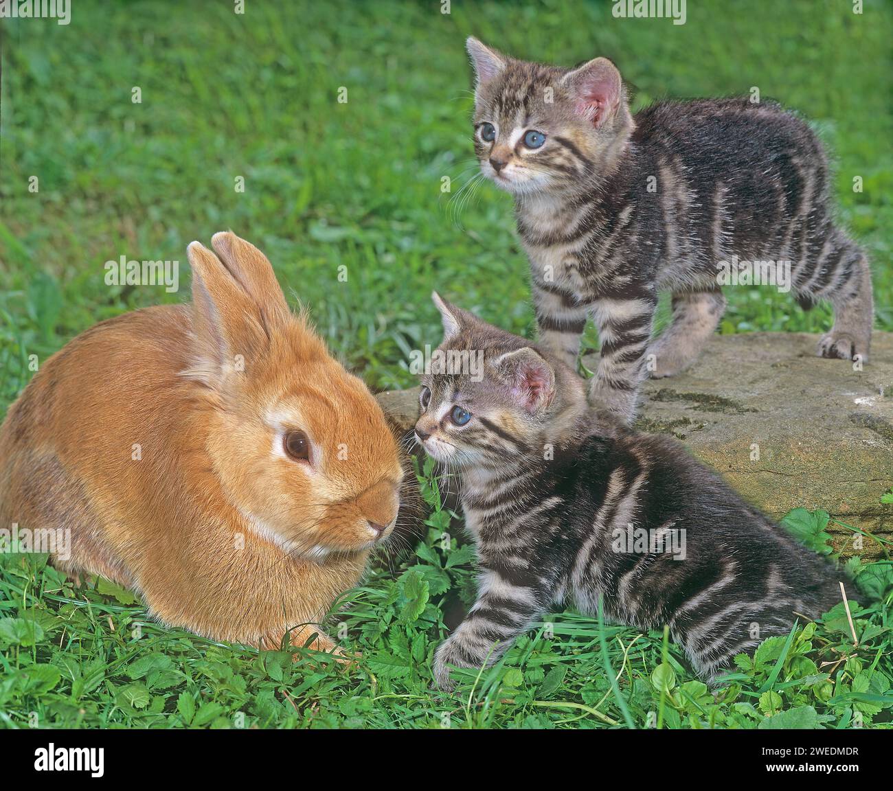 Wonder pets hi-res stock photography and images - Alamy