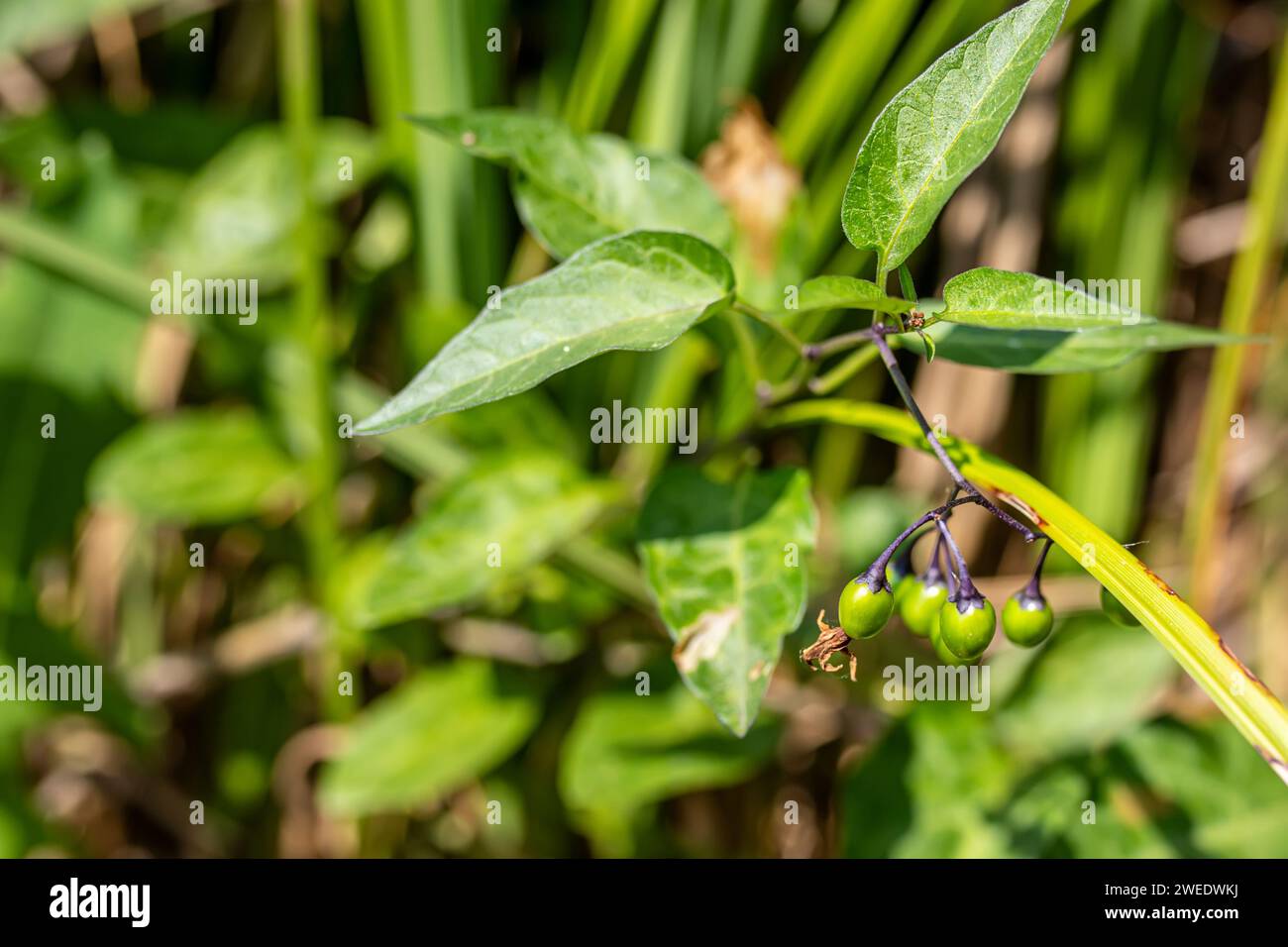 Solanum dulcamara, felonwort, fellenwort, felonwood, poisonberry, poisonflower, Green fruits on branches after flowering. Harvested for its medicinal Stock Photo