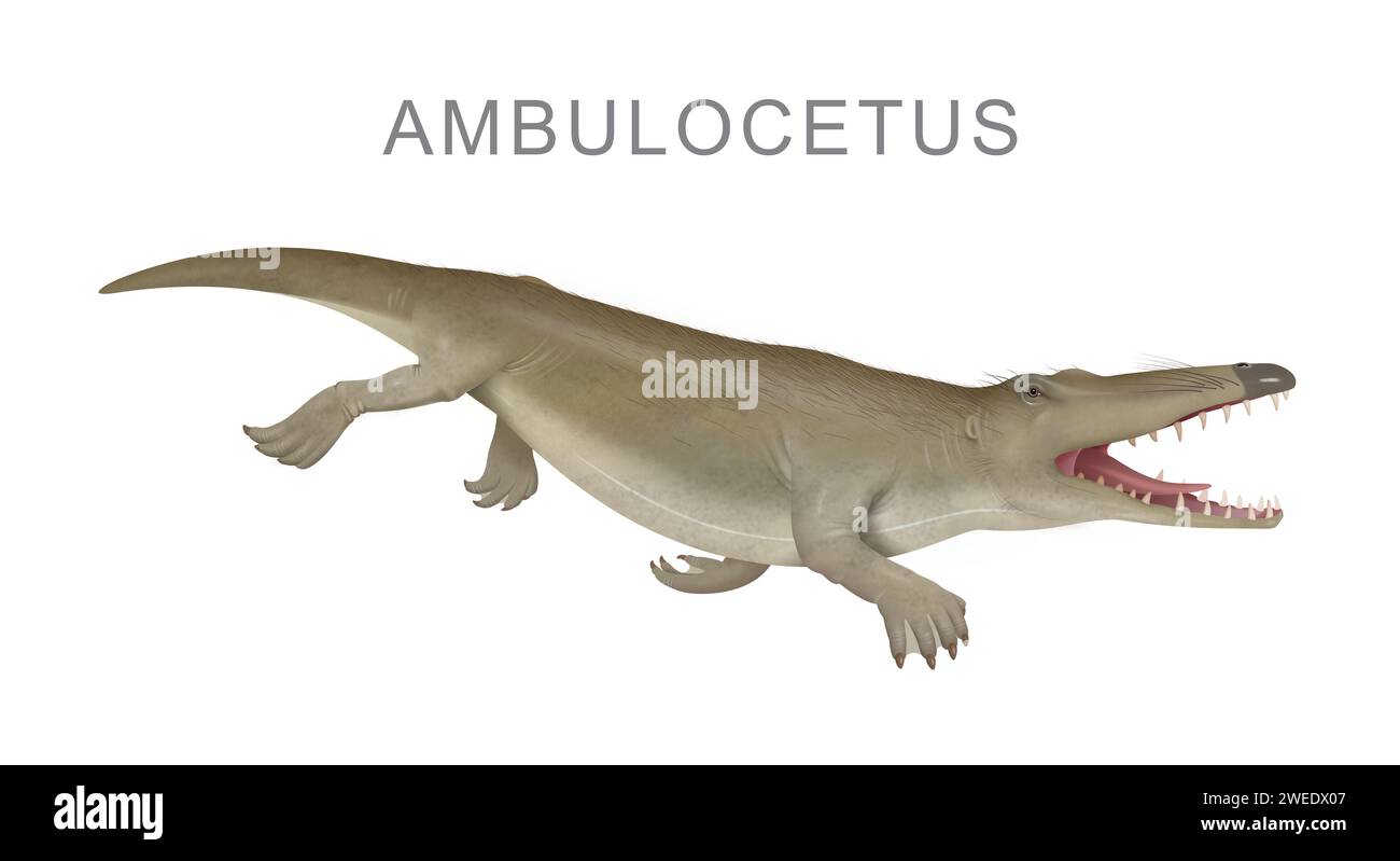 Ambulocetus prehistoric whale ancestor, illustration Stock Photo