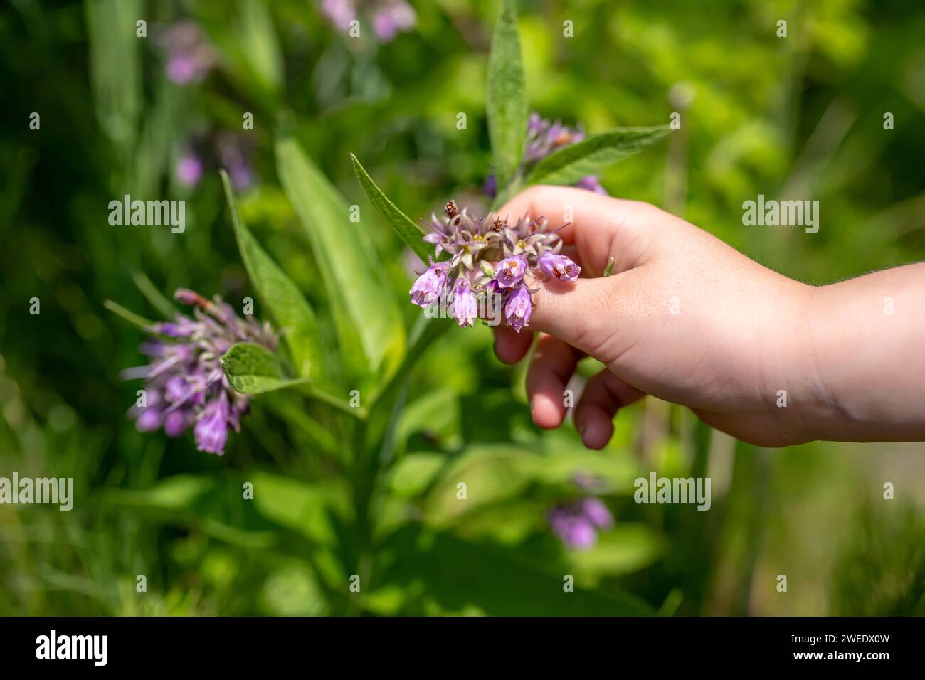 Herbalist's Gathering Hand Symphytum officinale, commonly known as ...