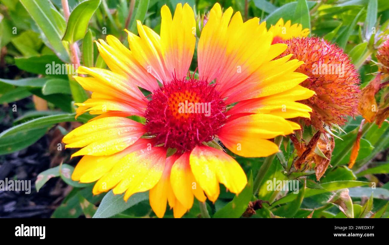 A close-up of a vibrant yellow and orange flower with striking red centers, surrounded by lush green leaves in a picturesque garden Stock Photo