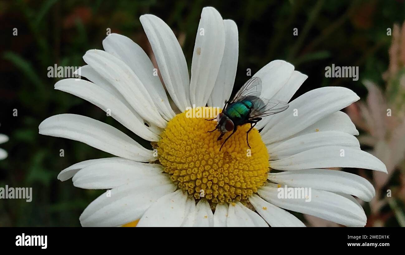 A bue fly on a daisy flower surrounded by green plants Stock Photo
