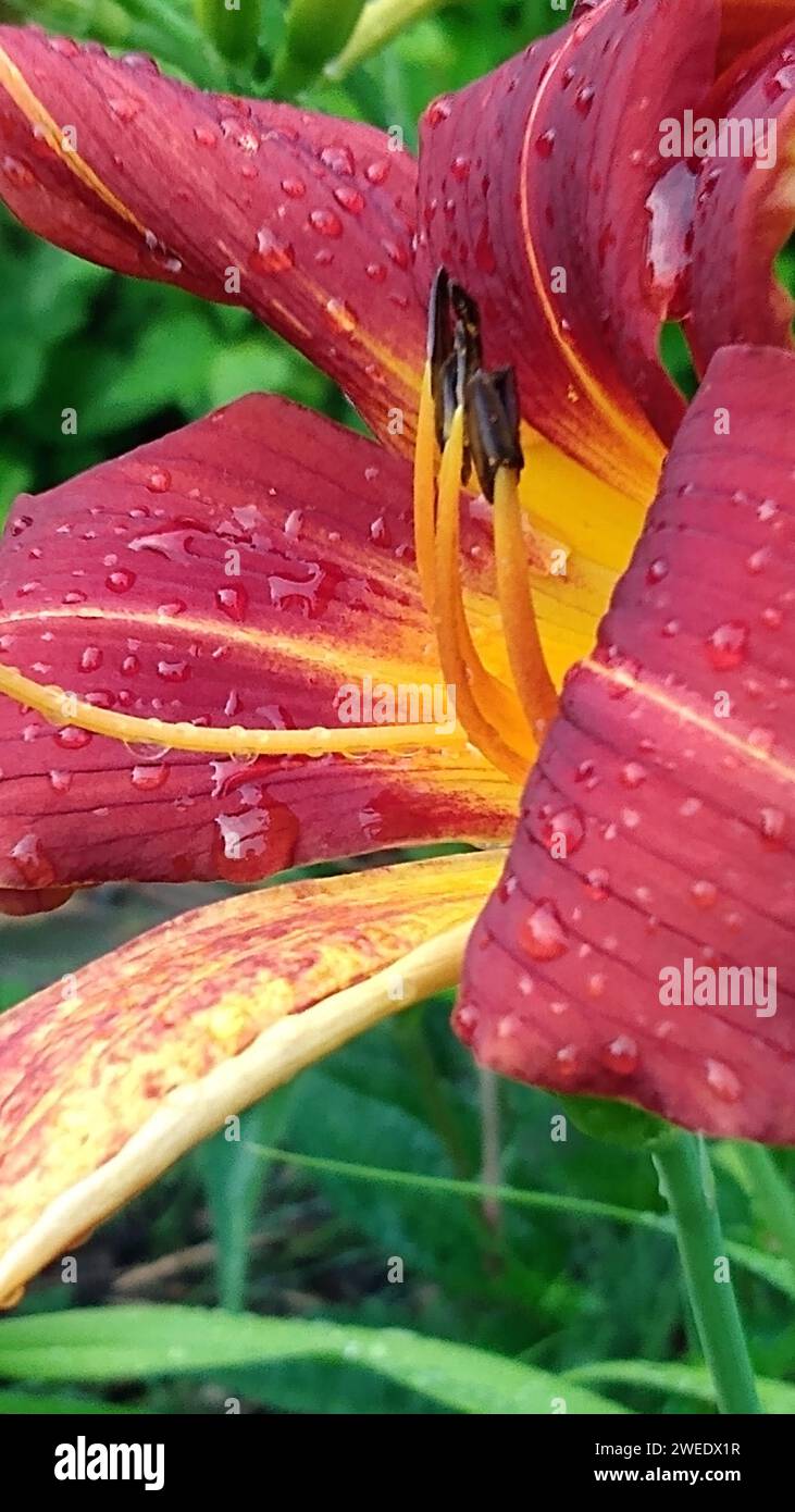 A close-up of a vibrant yellow and red flower adorned with glistening water droplets Stock Photo