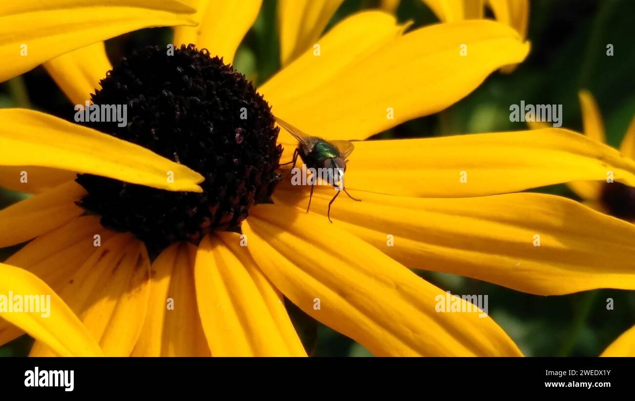 A small green insect perches delicately on a vibrant yellow flower Stock Photo