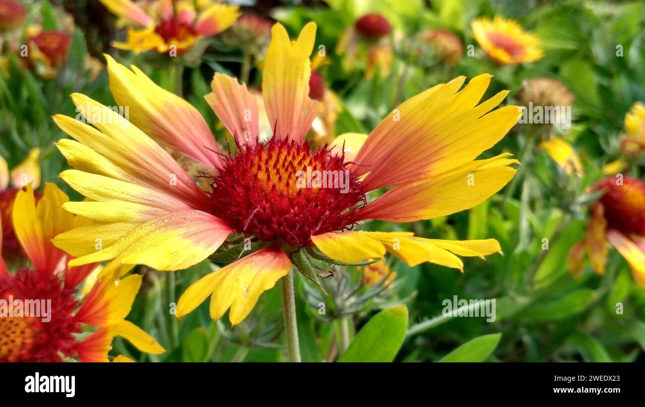A close-up of vibrant yellow and red flowers blooming on a lush bush Stock Photo