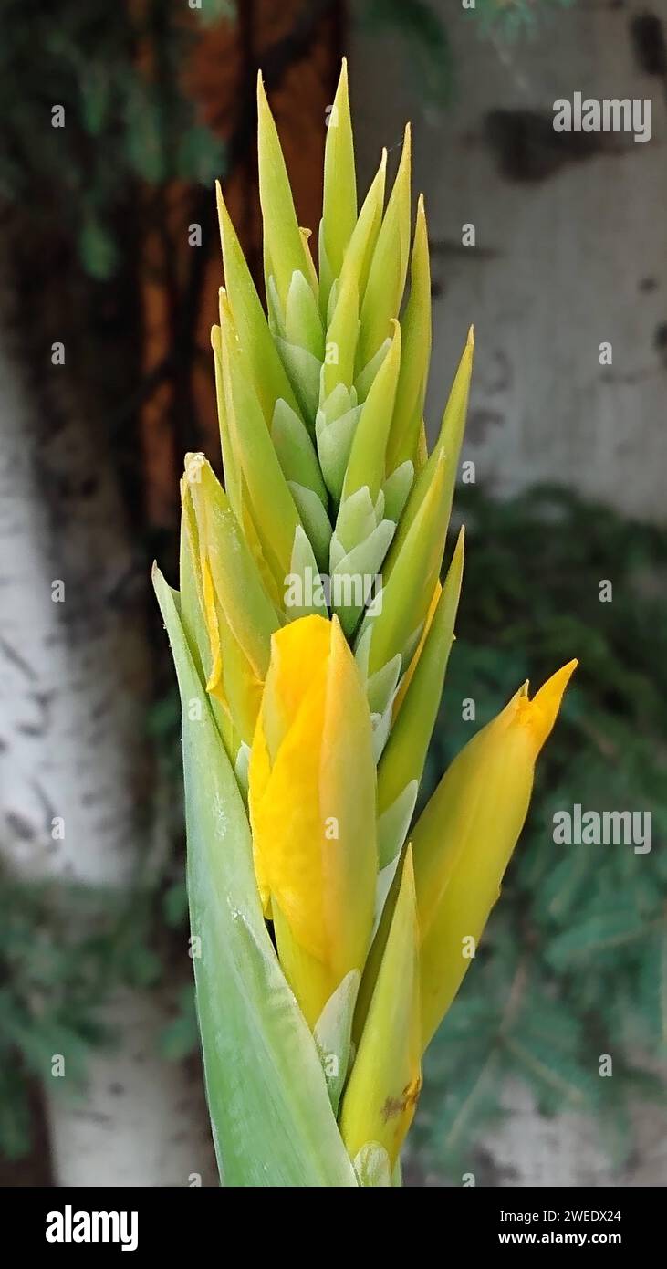 A close-up of vibrant yellow flower blooming on a tree branch Stock Photo