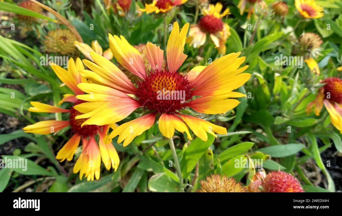Some vibrant yellow and red flower blossoms gracefully amidst lush green field Stock Photo