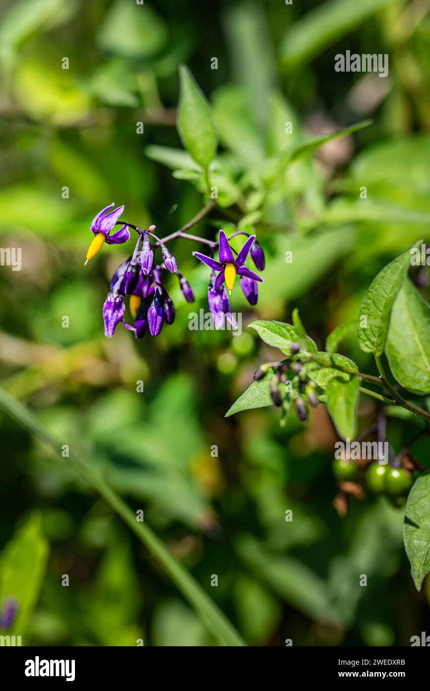 Solanum dulcamara, felonwort, fellenwort, felonwood, poisonberry, Harvested for its medicinal properties. herb is revered for its anti-inflammatory qu Stock Photo