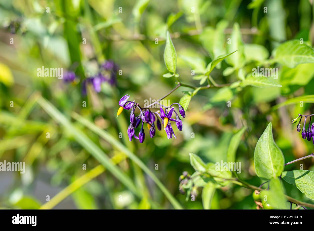 Solanum dulcamara, Solanum, Solanaceae., bittersweet, Harvested for its medicinal properties. herb is revered for its anti-inflammatory qualities. hea Stock Photo