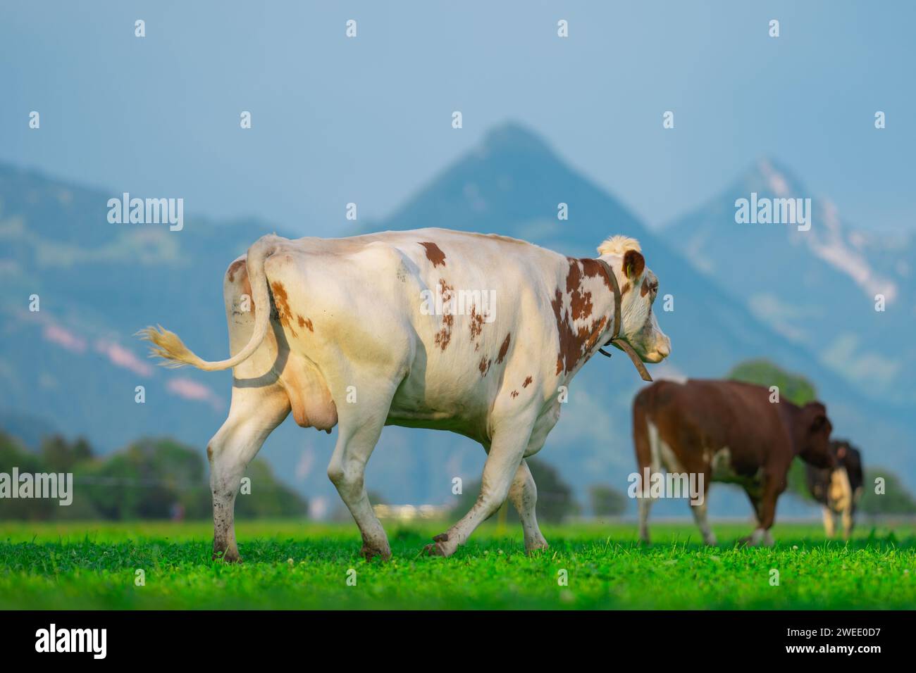 Cattle cow grazing on farmland. Grazing Cows in a Meadow with Grass ...